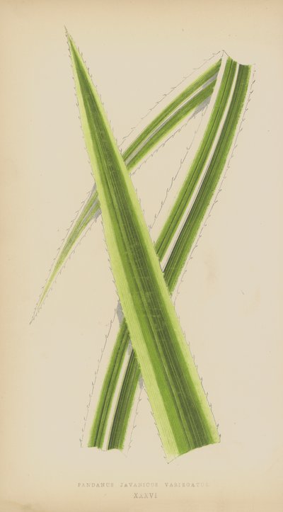 Pandanus Javanicus Variegatus by English School